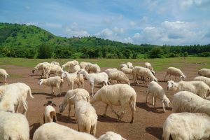 Vũng Tàu Đi Đâu Chơi? Top 15 địa điểm đi chơi vũng tàu