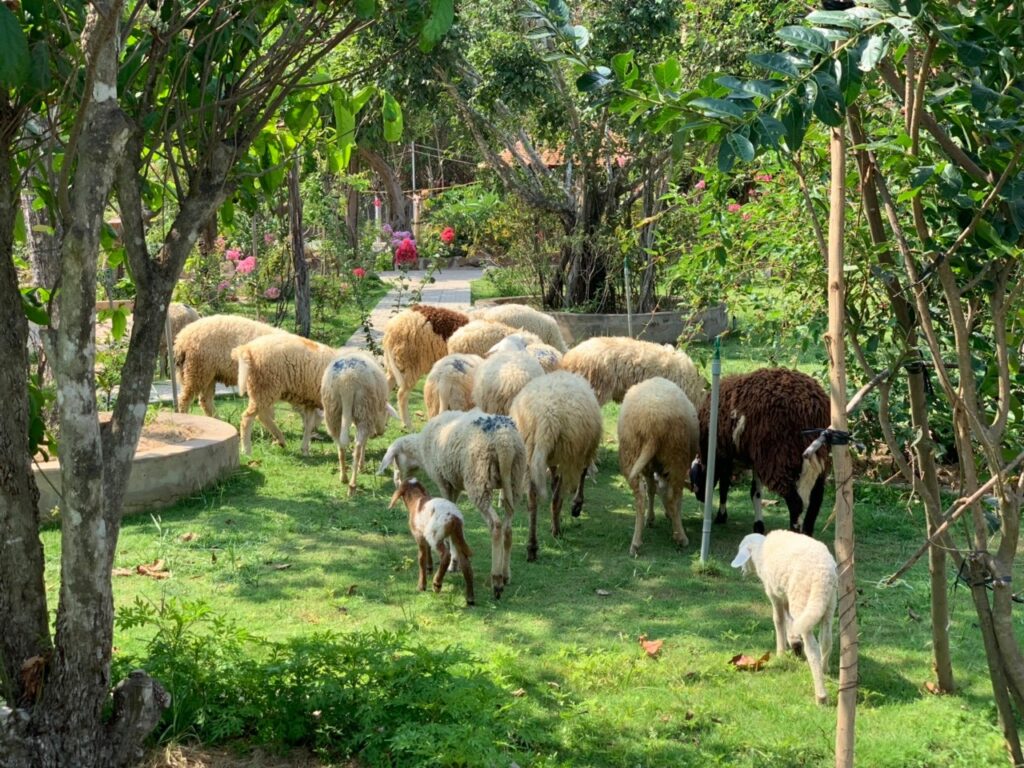 Khu Du Lịch Sinh Thái Bưng Riềng - Trải Nghiệm Gần Gũi Thiên Nhiên